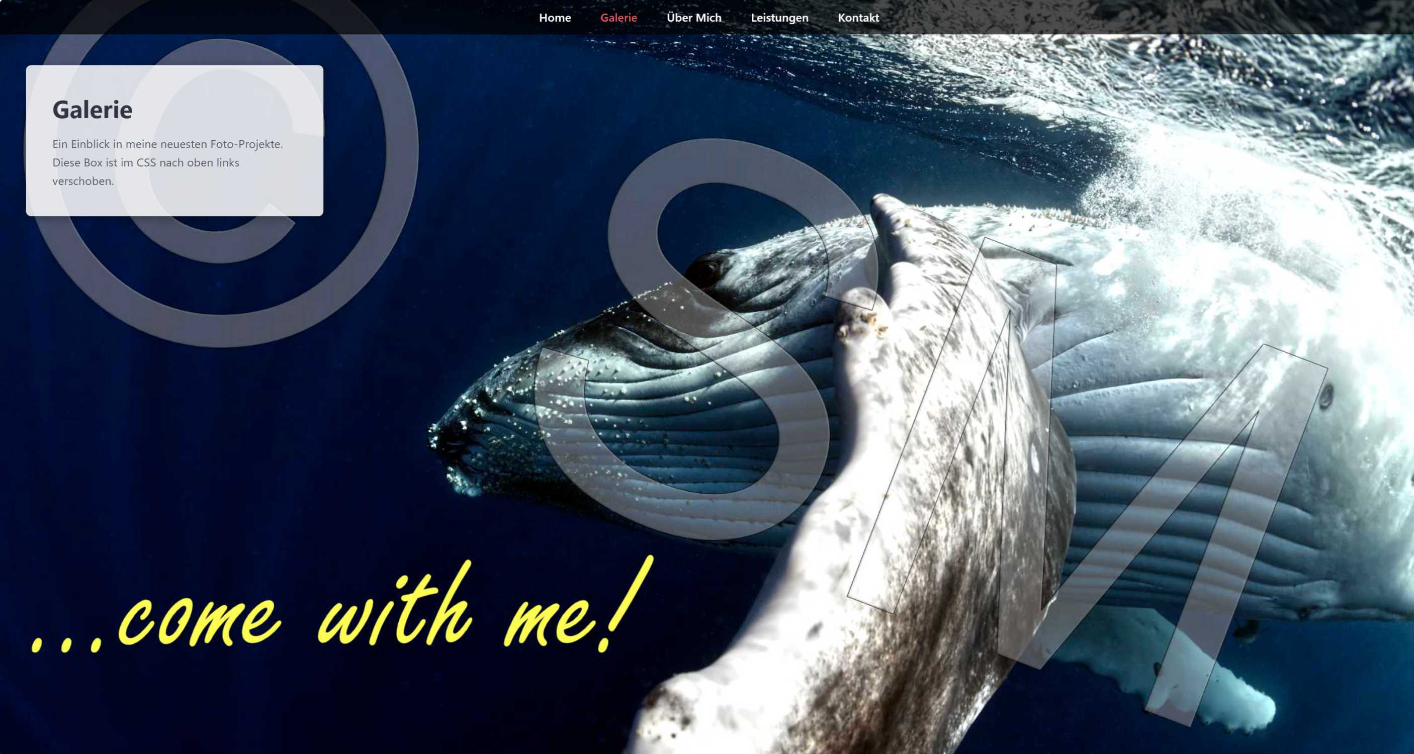 Humpback whale calf